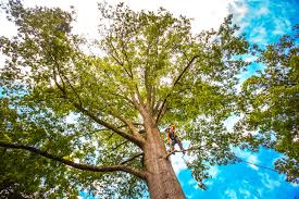 Best Fruit Tree Pruning  in Shady Point, OK