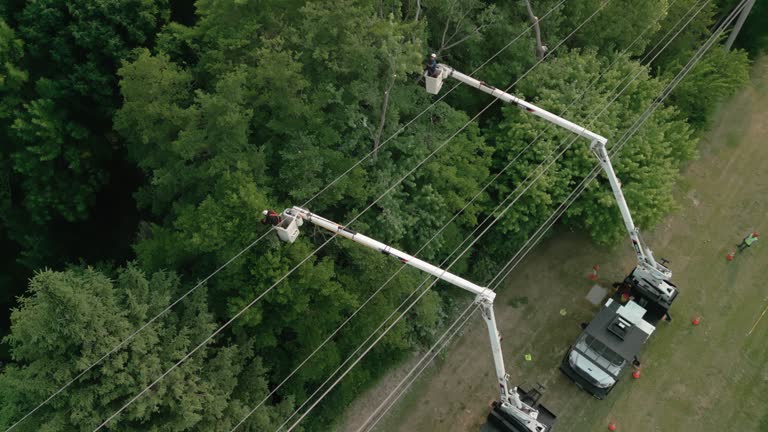 Best Tree Disease Treatment  in Shady Point, OK