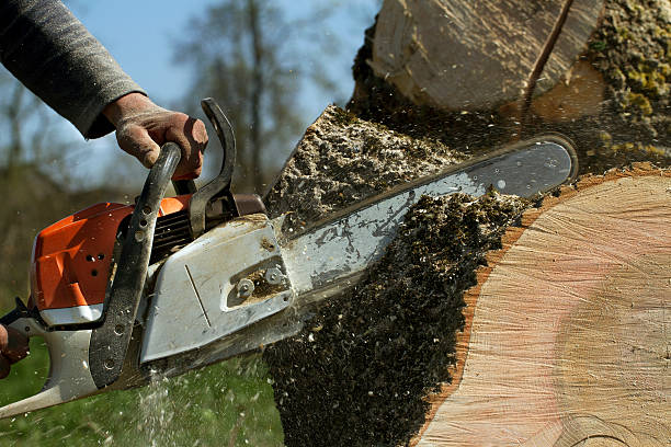 How Our Tree Care Process Works  in  Shady Point, OK